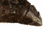 Serrated, Tyrannosaur Tooth - Two Medicine Formation #192637-2